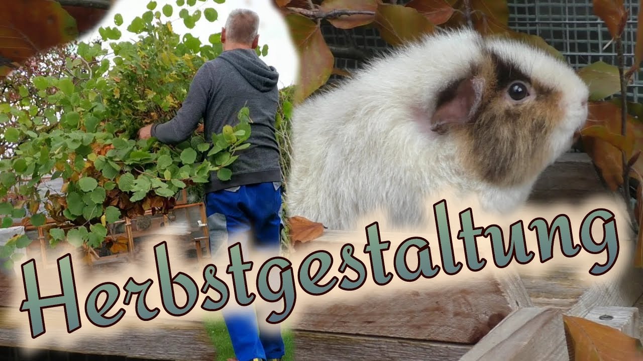 Meerschweinchen bekommen Holzschnitzel als neuen Bodenbelag u. Zweige zur Abwechslung in der Voliere