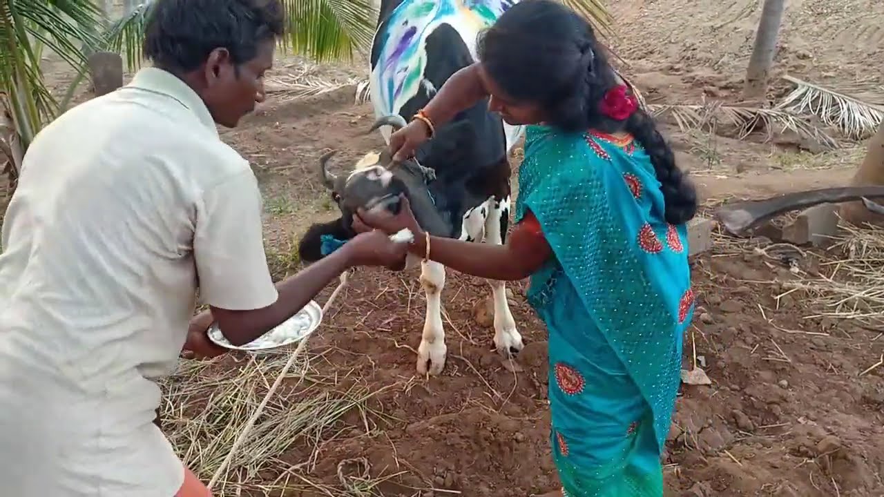 Pongal Celebration | 2019 | Tamil Pongal | Patty Pongal
