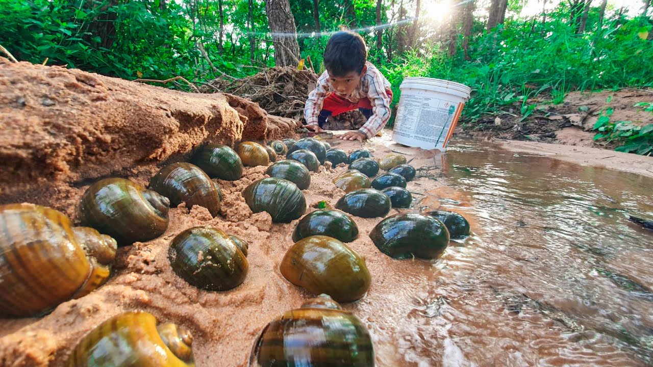 Amazing many snails in the flowing water in the forest - Fisherman's lucky day