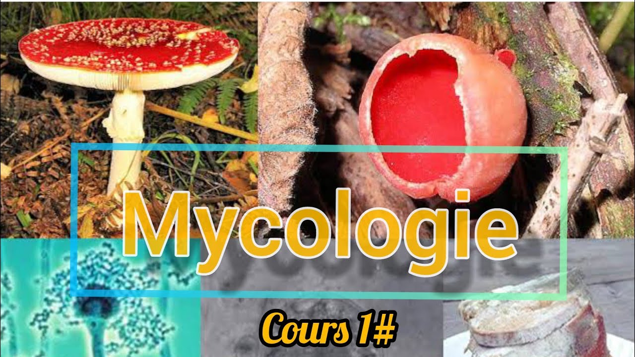 Mycologie  # cours 1#