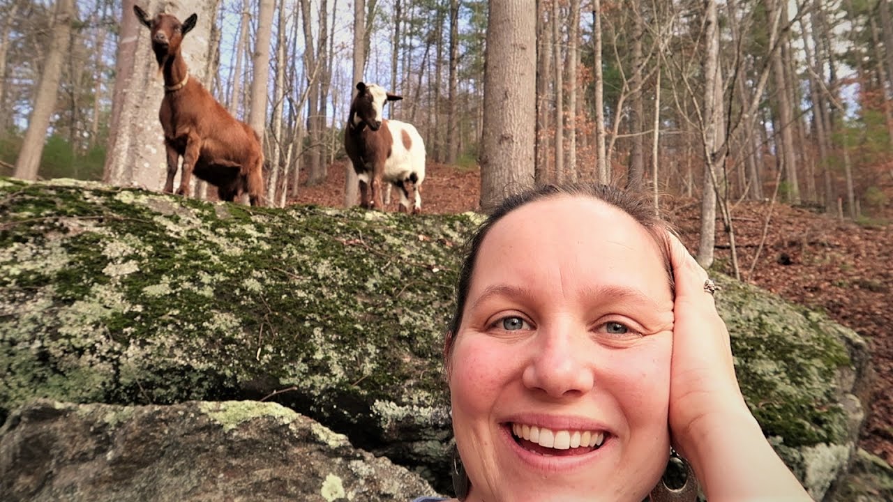 Domesticated Goats In The Wild!