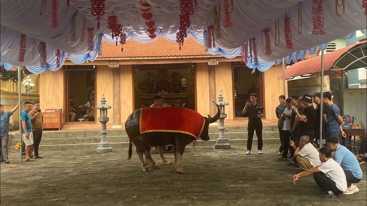 Lễ hội chọi trâu Xã Hải Lựu - Phú Thọ - 2026. Ngày đầu các Ông Cầu vào làm lễ Thành Hoàng!