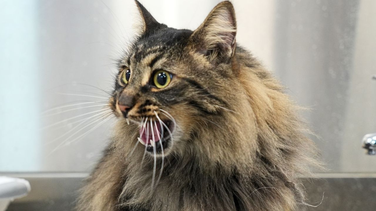 I Did NOT Expect a Barn Cat to Love Grooming THIS Much