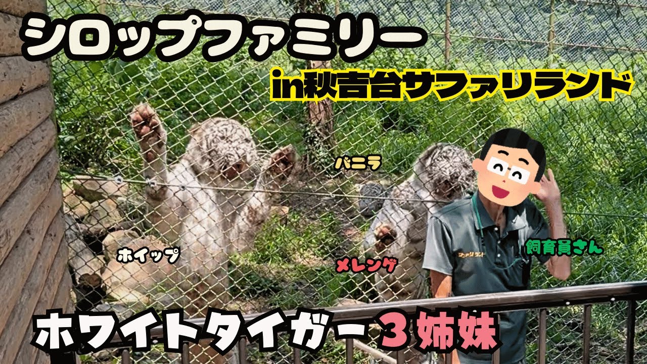 やっと会えた！ホワイトタイガー仲良し3姉妹♡お肉の時間はガオガオがとまらない🍖【秋吉台サファリランド】