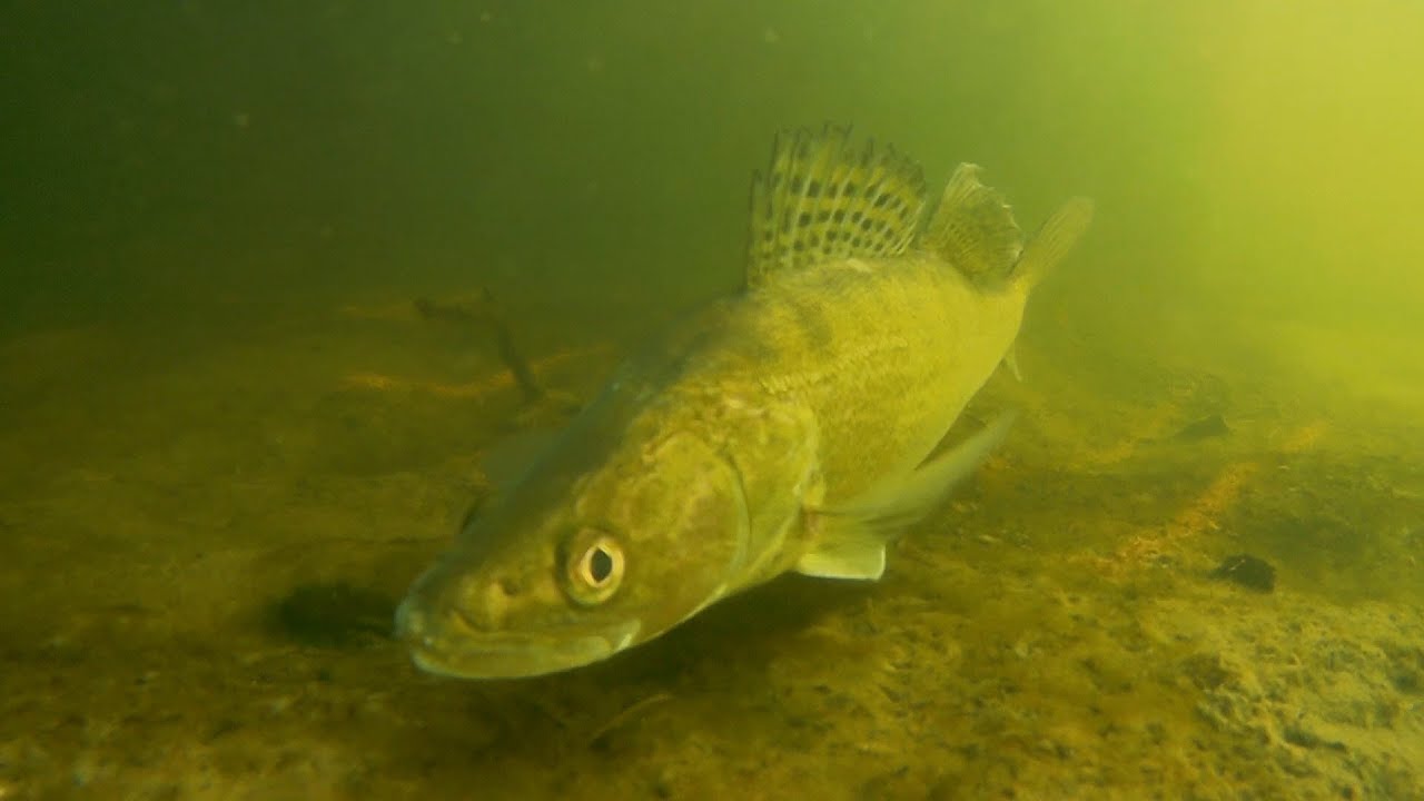 Sandacz, Okoń Pikeperch, Perch