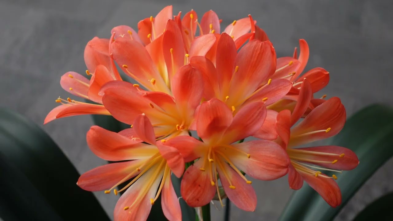 Mein Hirt ist mein Gott GL 421