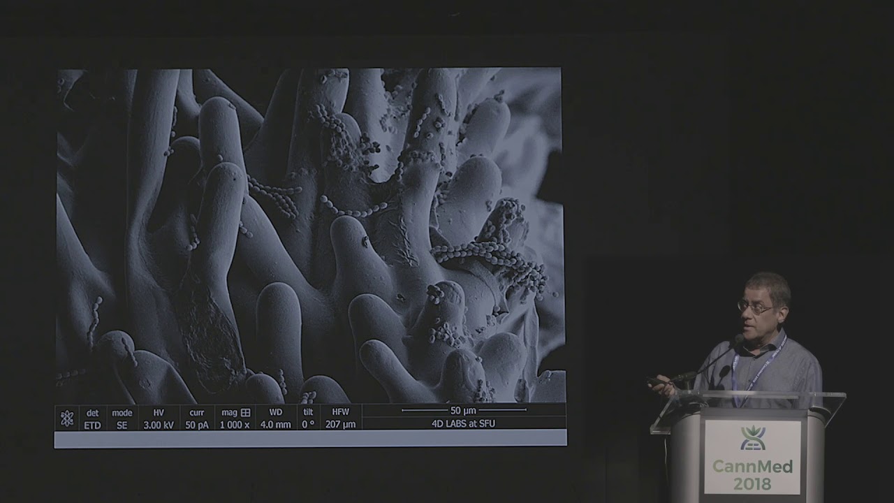 Emerging Diseases of Cannabis Sativa and Approaches to Management - Zamir Punja, Ph.D.