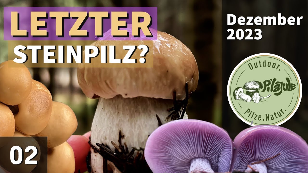 DER LETZTE STEINPILZ? | Es war nur so ein Gefühl | Pilze im Dezember 2023 | EP02