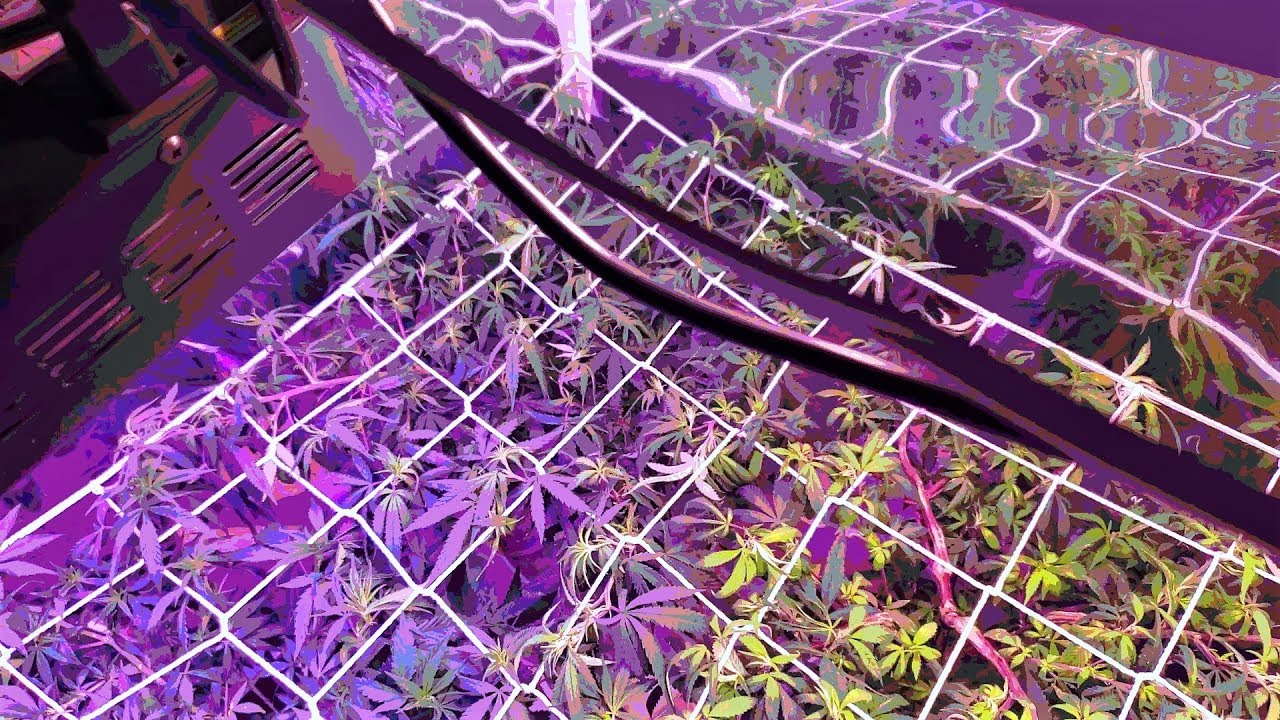 Dab 86 Flower Scrog