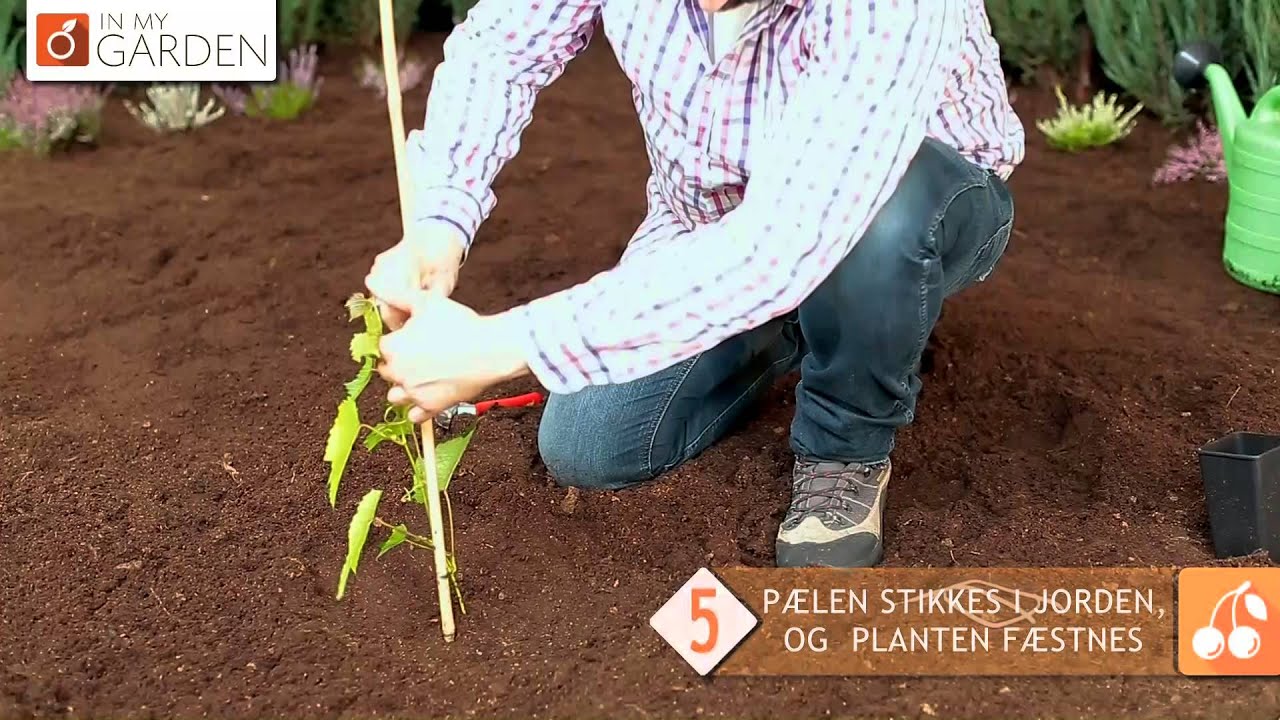 03 HVORDAN PLANTER MAN EN VINSTOK LEV  I POTTEN