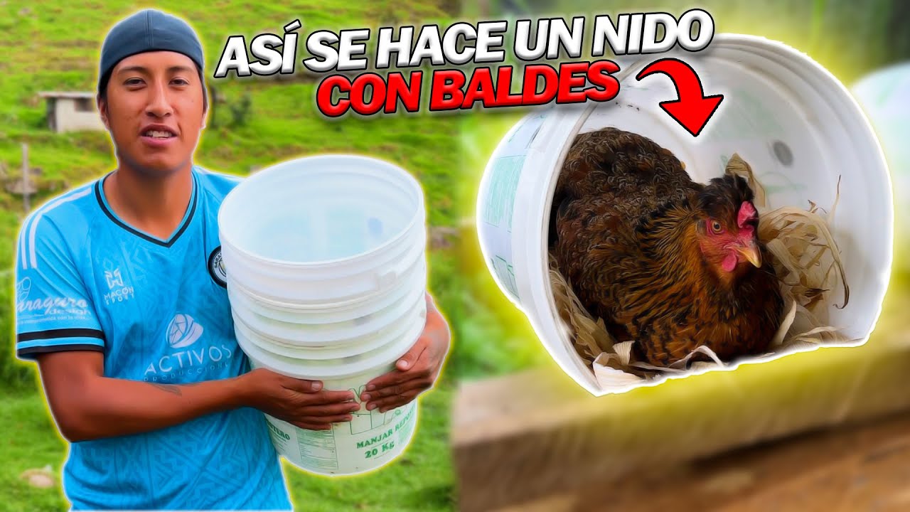 Cómo hacer NIDO para GALLINAS con BALDES reciclados - Don Alejo