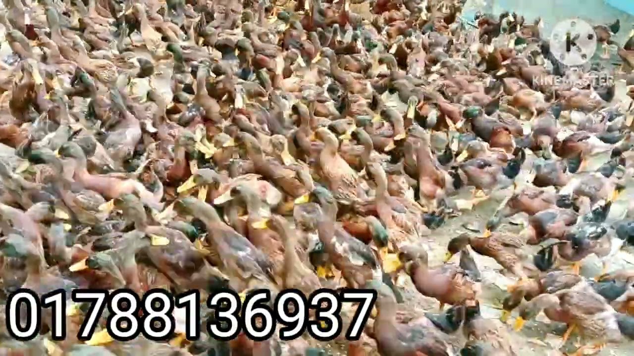 উন্নত জাতের জেন্টিং কালার হাঁসের বাচ্চা নিতে পারবেন পুরুষ এবং মহিলা সেট করে নিতে পারবেন 