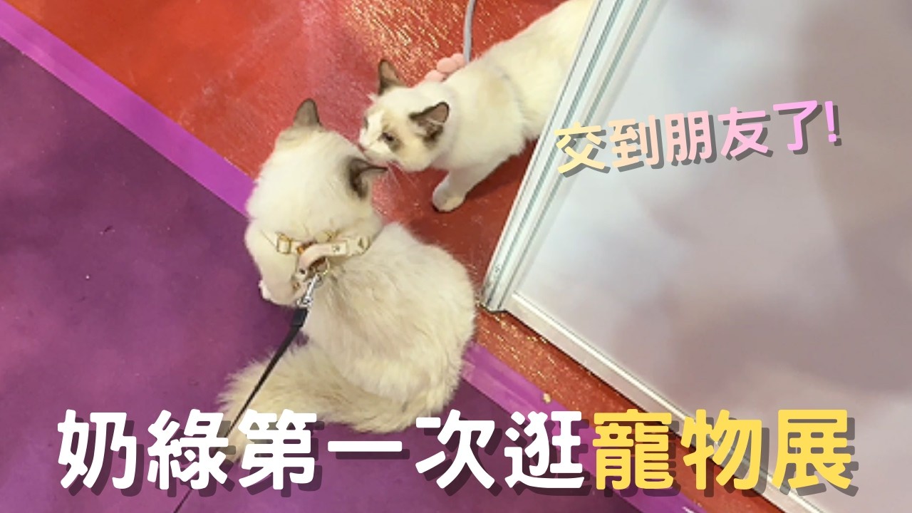【Rex達哥】社牛奶綠帶你逛世貿寵物展，結果交到第一個朋友 !