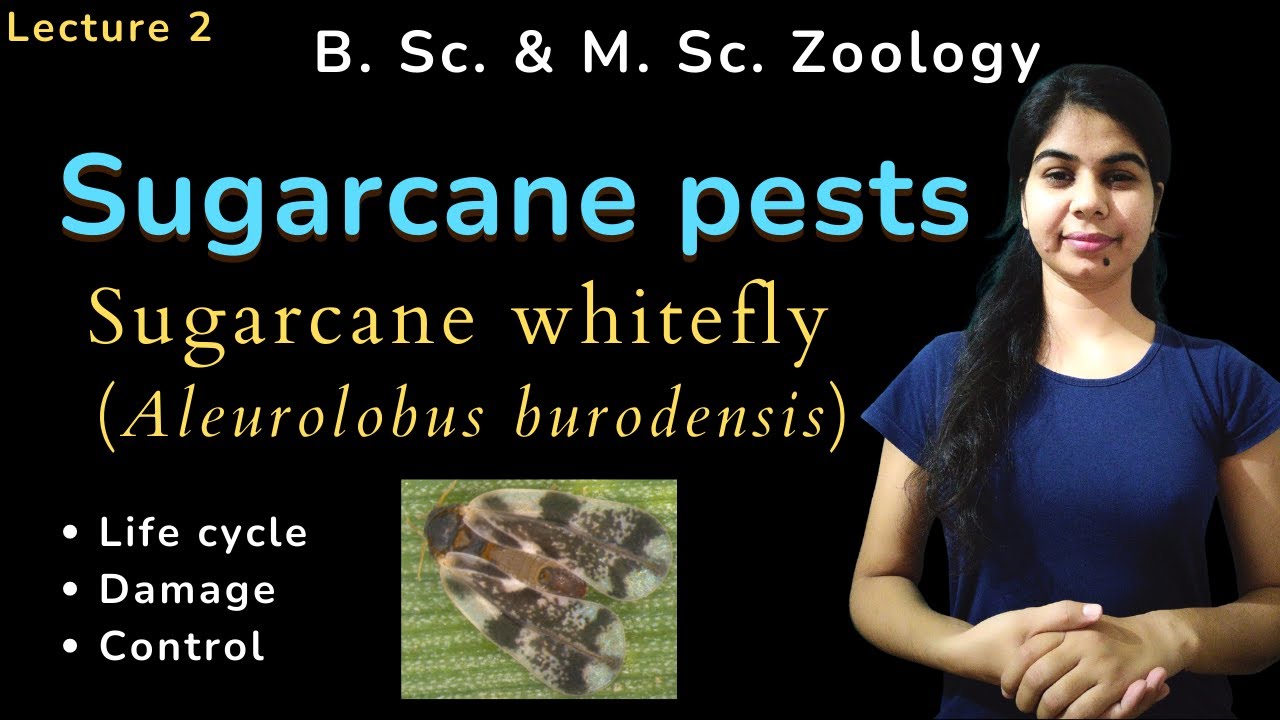 Sugarcane whitefly (Aleurolobus burodensis) || B. Sc. & M. Sc. || Zoology