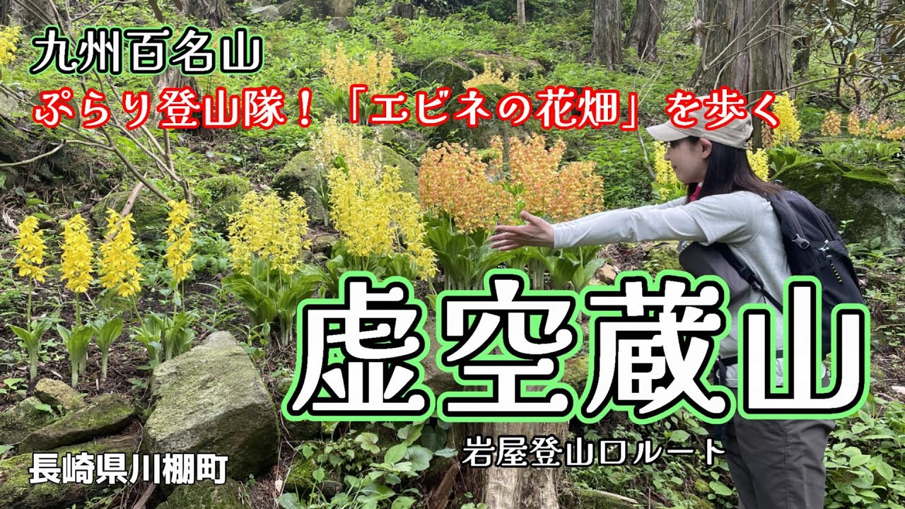 【九州百名山】虚空蔵山　エビネの花畑が綺麗だぞ🤗