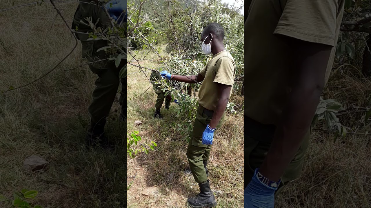 Rangers Remove 18 Poacher's Wire Snares Used For Killing Wild Animals