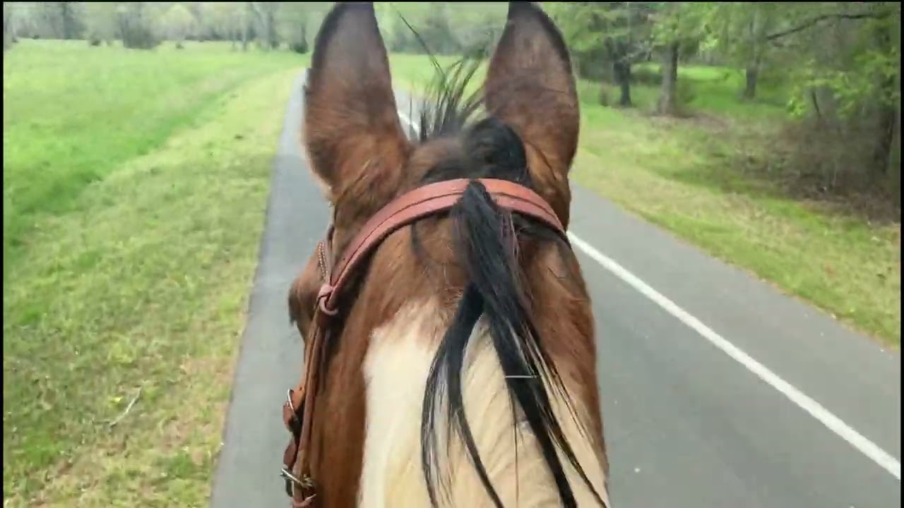 Kat:  9-Year-Old Spotted Saddle Horse Mare 