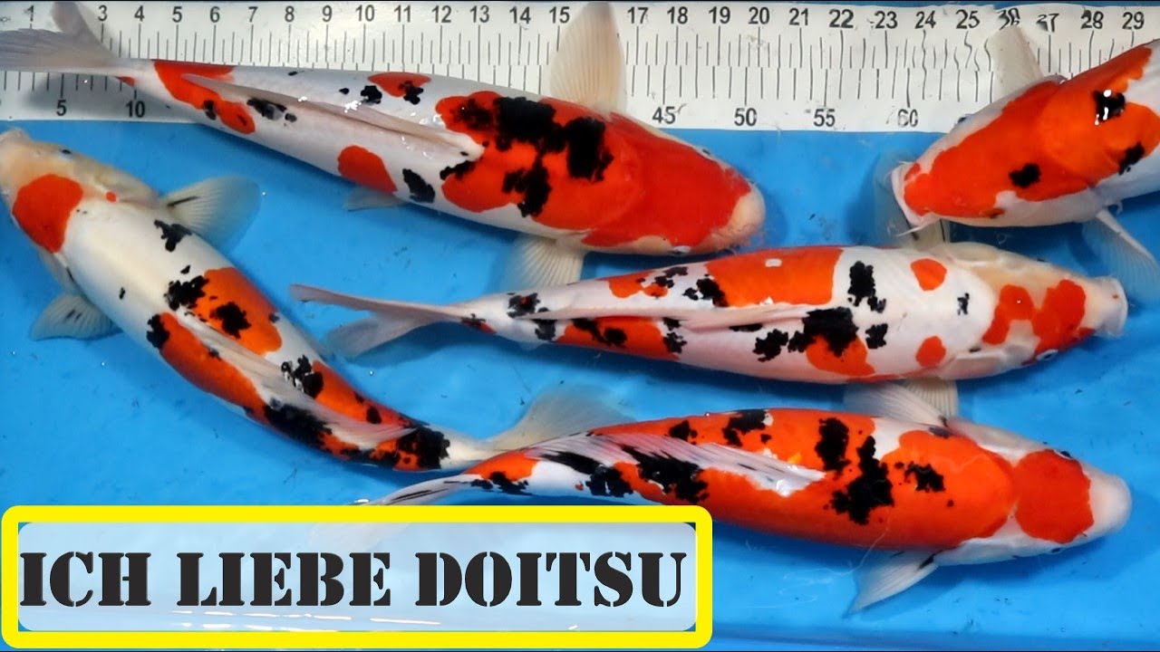 Development of my imported Japanese koi - Doitsu Sanke from Maruhide