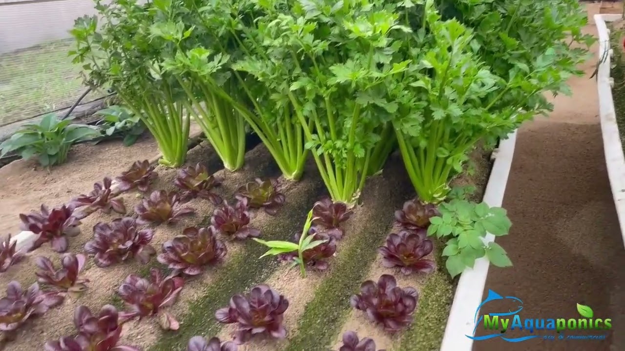 #MyAquaponics