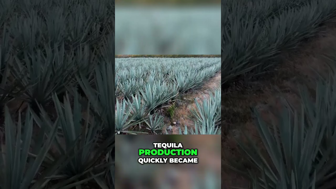 Tequila's Unexpected Origin: From Conquistadors to Mexican Icon