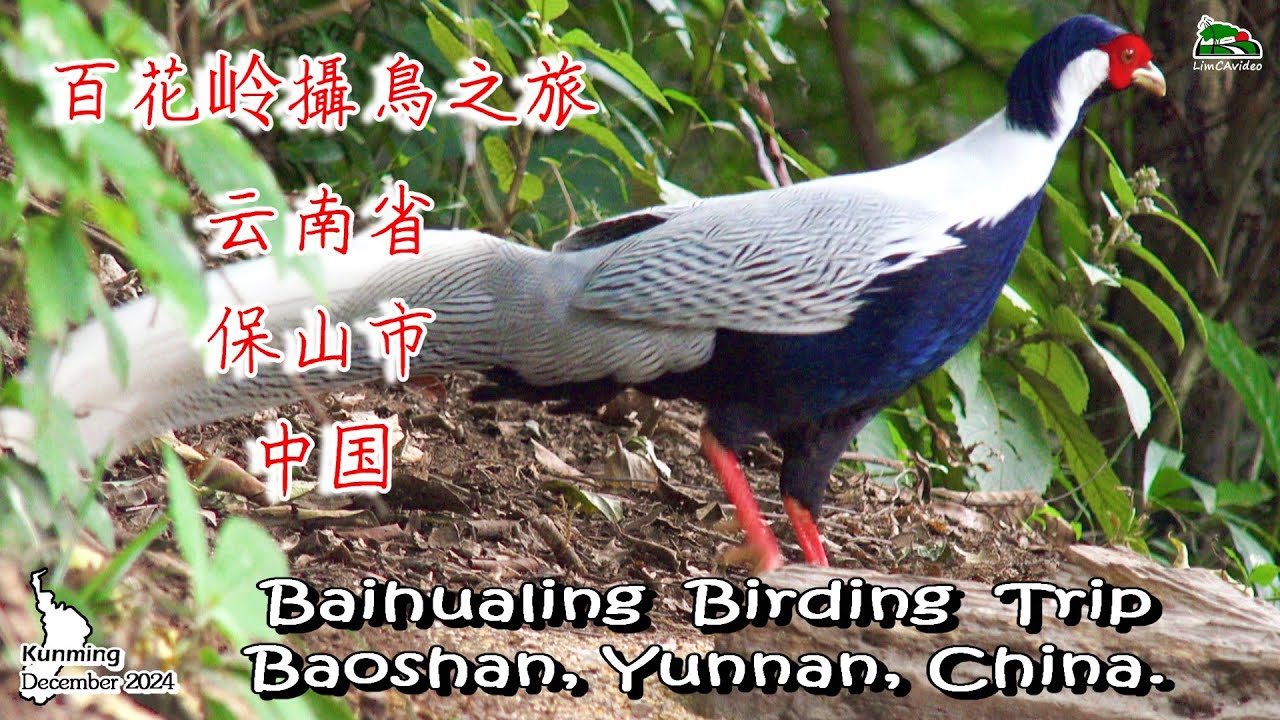 121) Baihualing Birding Trip,Baoshan,Yunnan,China.Nov 2024