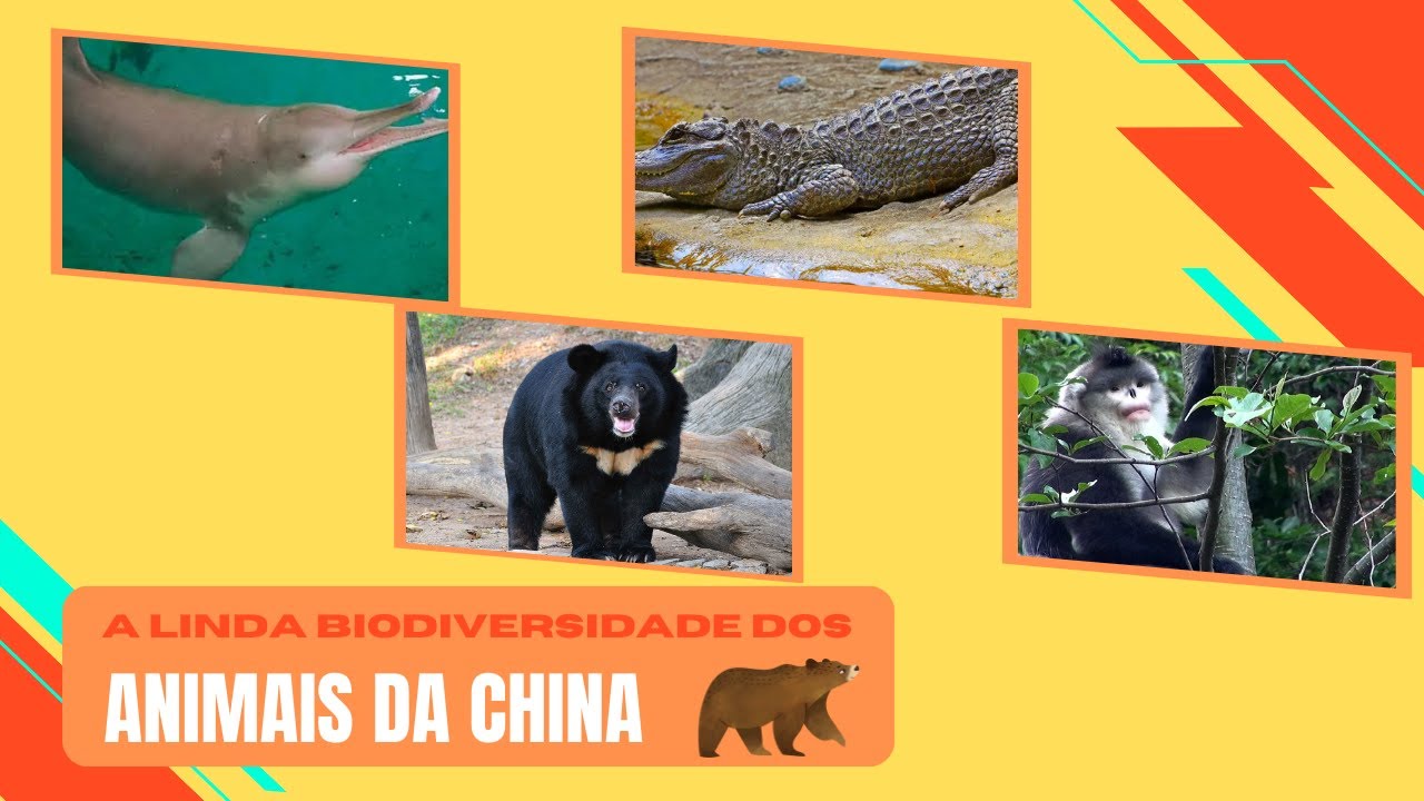 A BIODIVERSIDADE PRIVILEGIADA DE ANIMAIS NA CHINA
