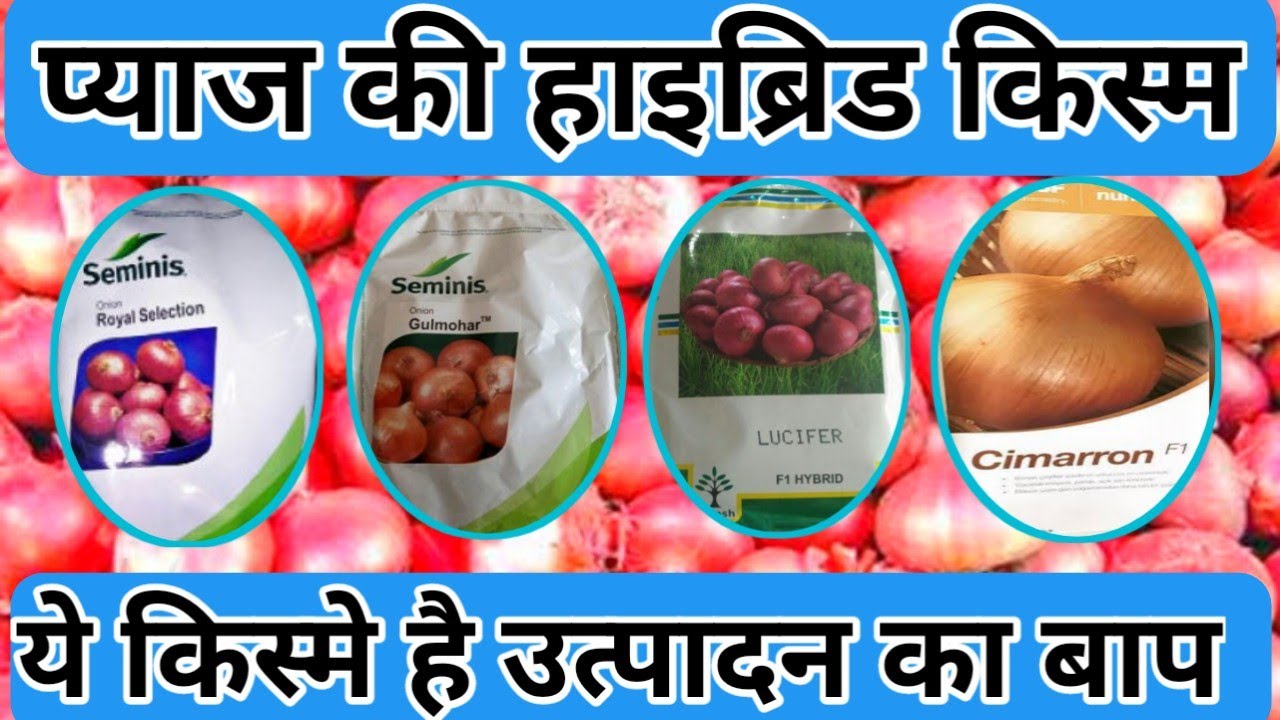 प्याज की हाइब्रिड किस्म जो देती है रिकॉर्ड तोड़ उत्पादन || pyaj ki hybrid variety