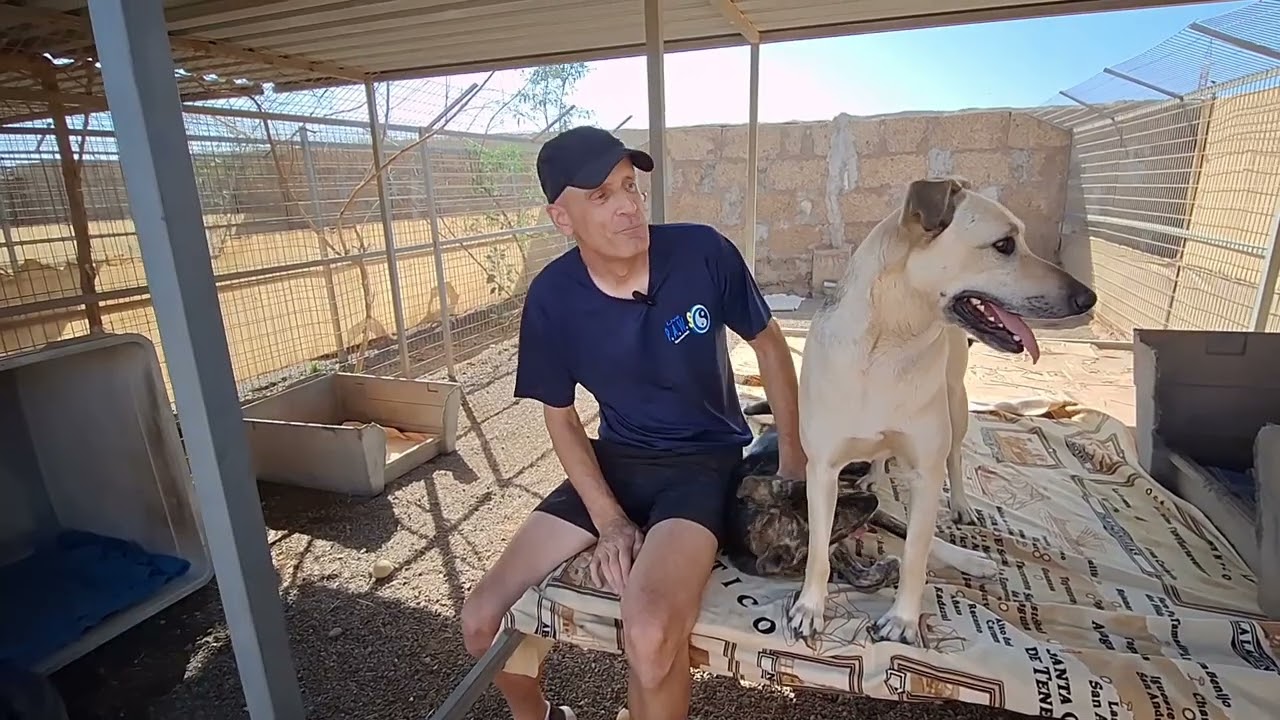 Available for adoption :- Nivaria