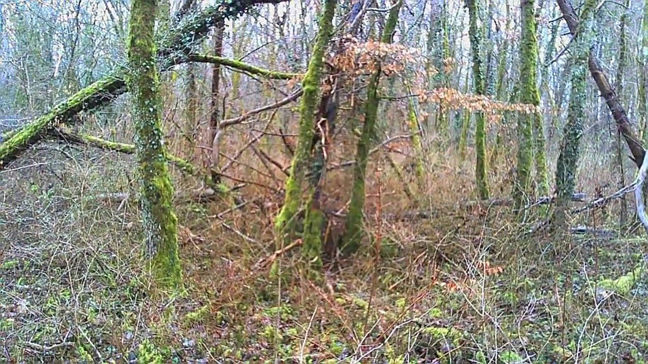 PATRON SUR CHEVREUIL