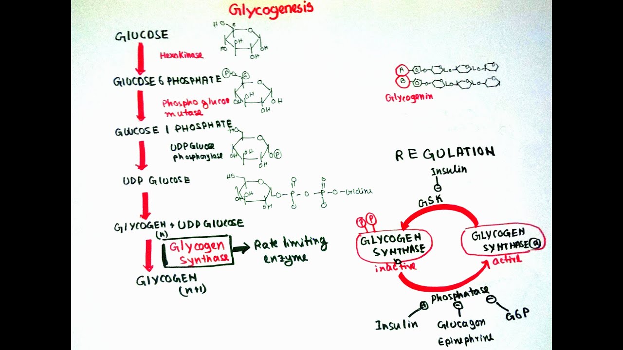 Glycogenesis