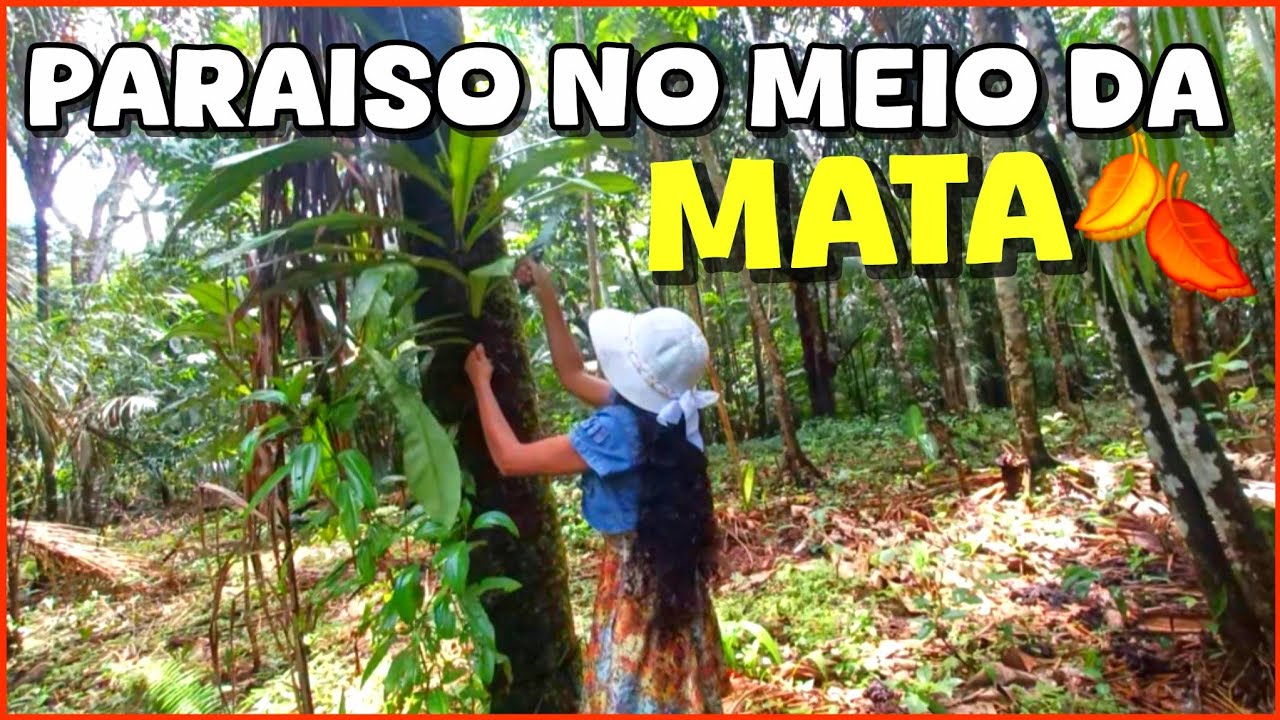 🏕VEM CONHECER ESSE PARAISO NO MEIO DA MATA COM MUITAS PLANTAS TROPICAIS 🍂🗻🏕 #mata 