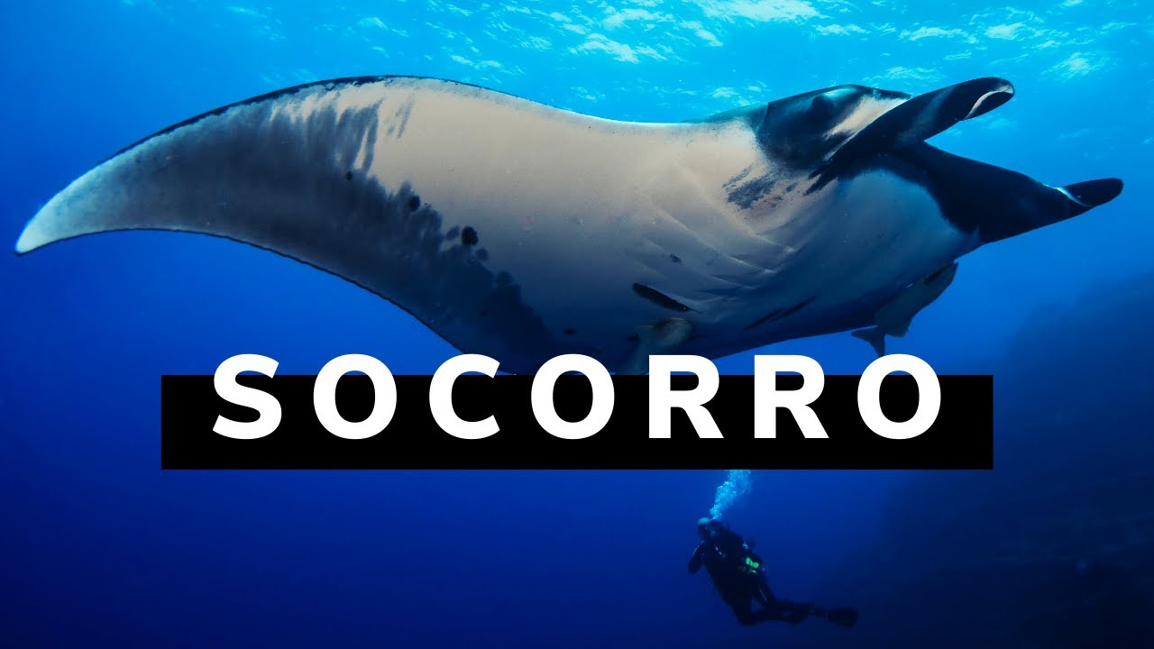 Epic Diving in Socorro, Mexico - Manta Rays, dolphins, sharks and whales!