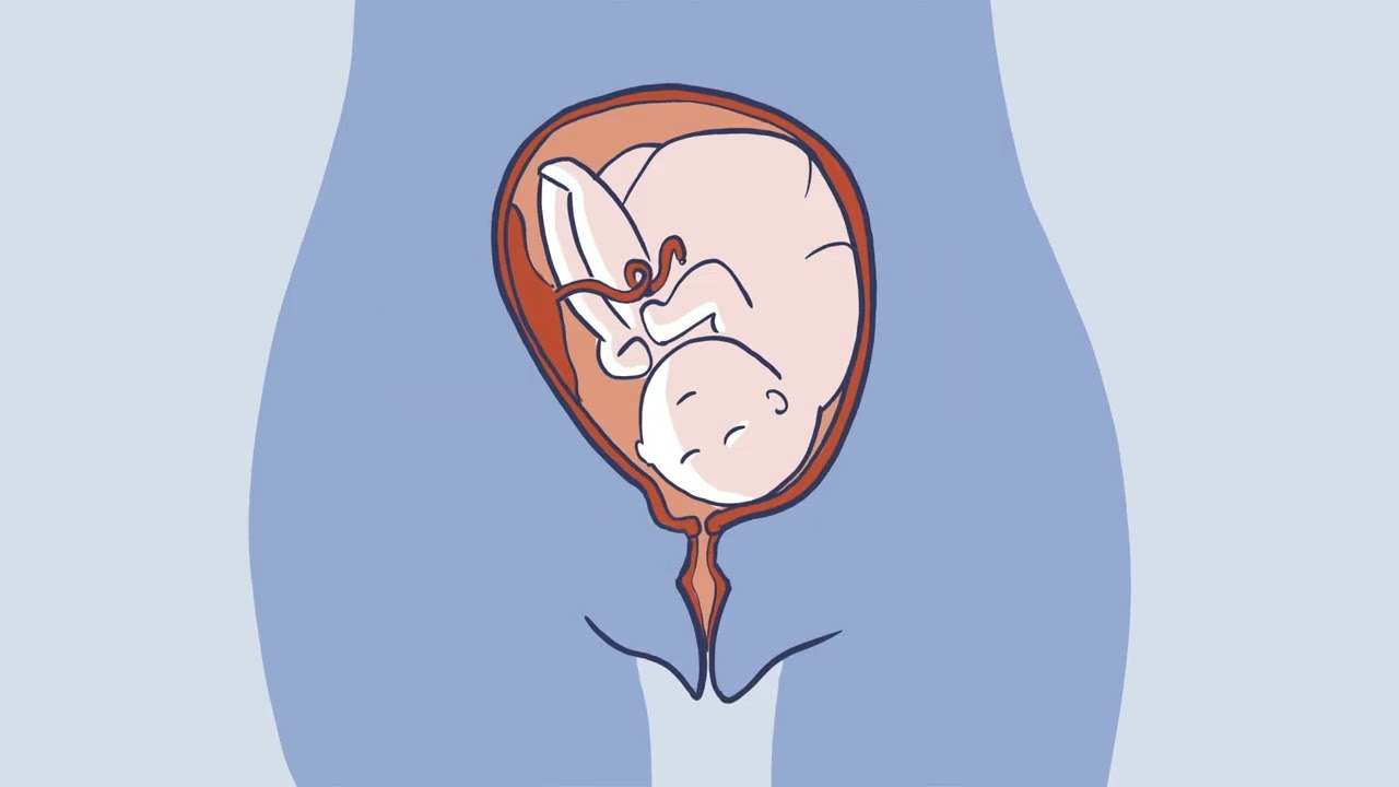 De menstruatiecyclus uitgelegd