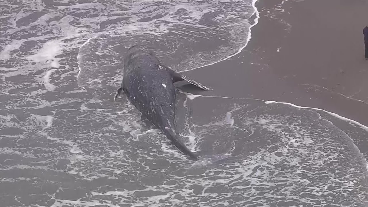 Raw Video: Dead Whale At Ocean Beach In San Francisco