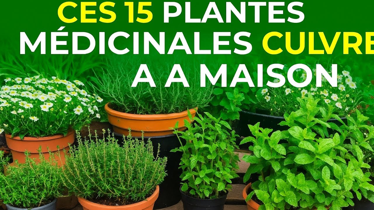 10 plantes médicinales incroyables à avoir chez soi (elles soignent et décorent)