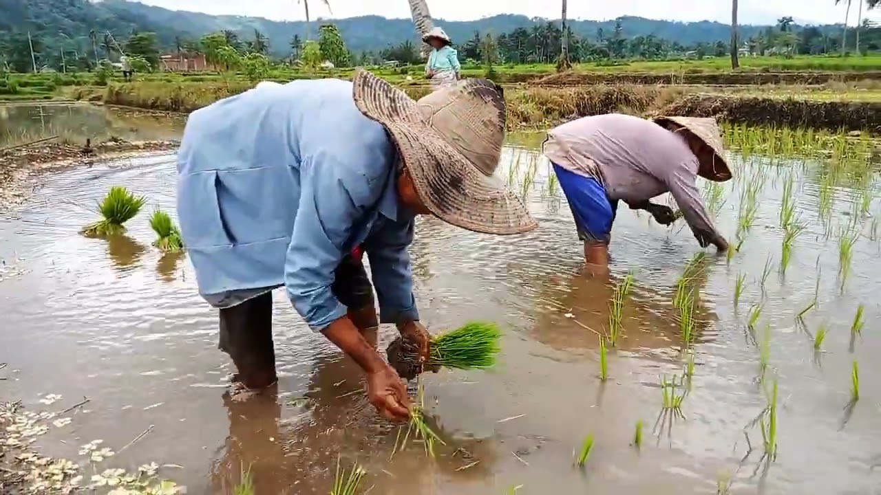 CREATOR PETANI MUDA. BAJAK SAWAH#CARA MENANAM PADI DI DESA KAMI. 