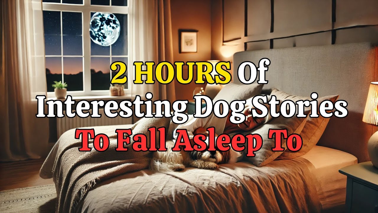 He Finally Rested – A Heartwarming Tale for a Calm Night 🌜