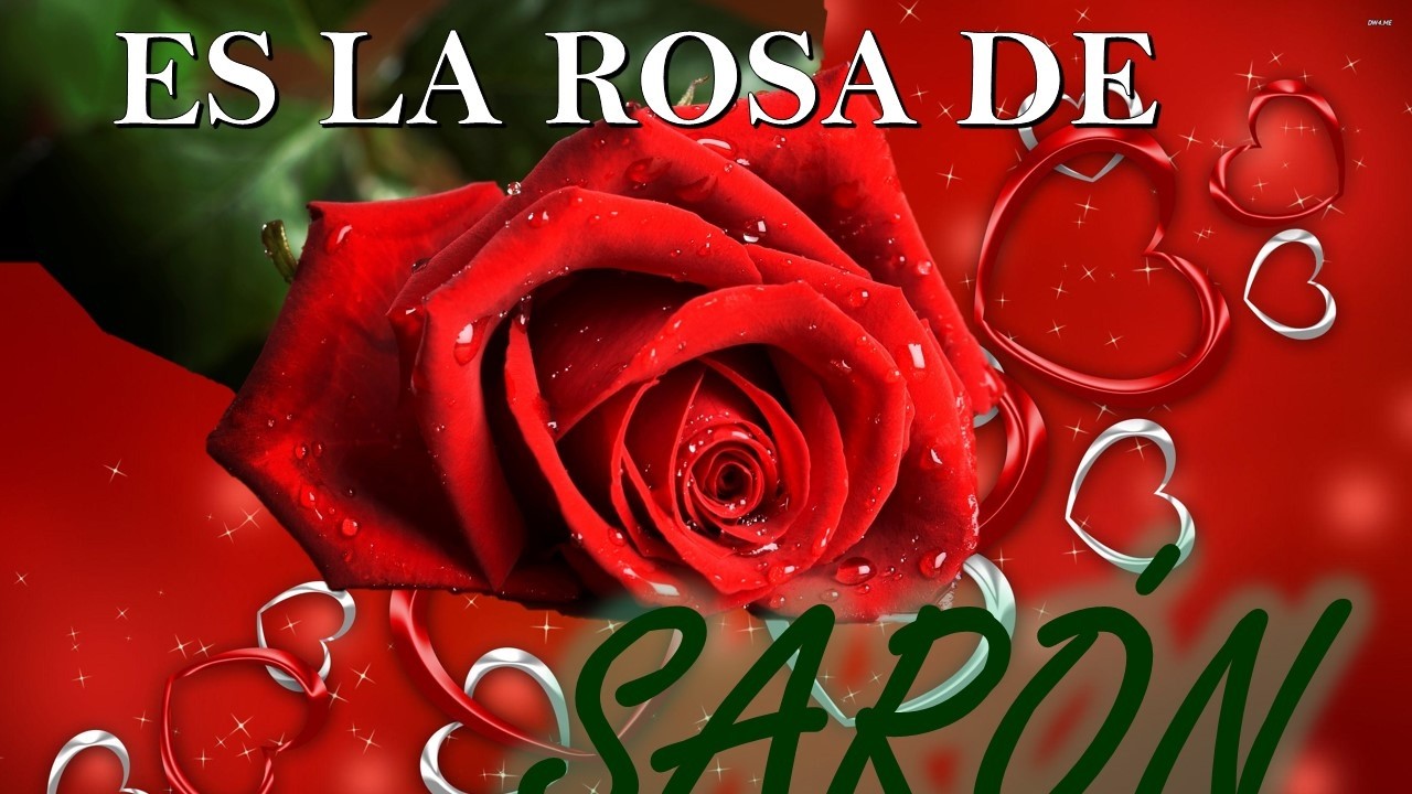Es la Rosa de Sarón  |  He is the Rose of Sharon | Joyas Favoritas