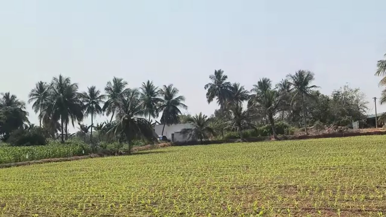 ஈரோடு (மா) சத்தியமங்கலம் (வ)  சத்தி அருகில் 1 02 ஏக்கர் தோட்டம் விற்பனை 9585376767#agriculture 