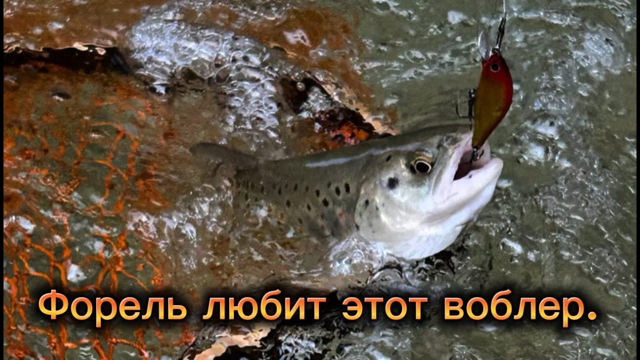 Форель любит этот воблер. Skagit Designs Solid Tail Deep 46 S IW/S