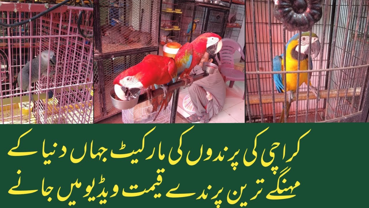 Empress Market  Saddar Birds Market Karachi 2021