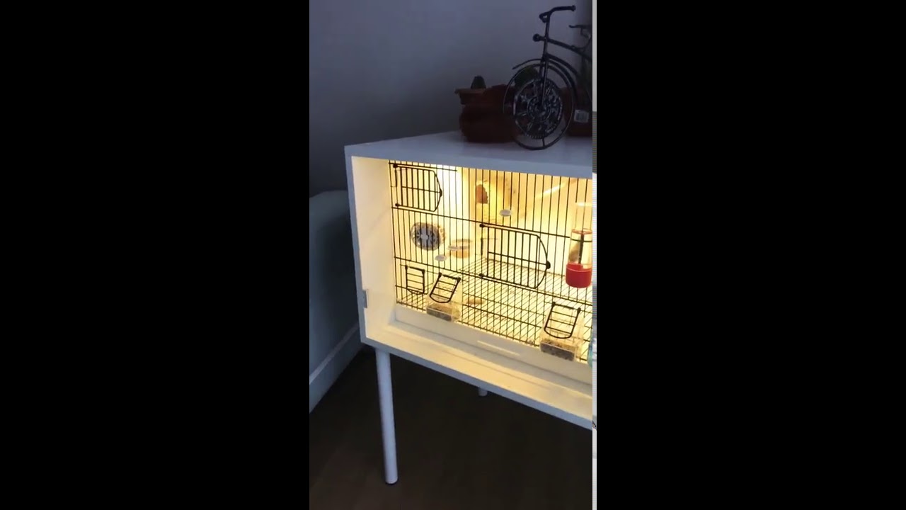 Hint b&uuml;lb&uuml;lleri (zebra ispinozu)titizlikle yuva &ouml;r&uuml;l&uuml;r