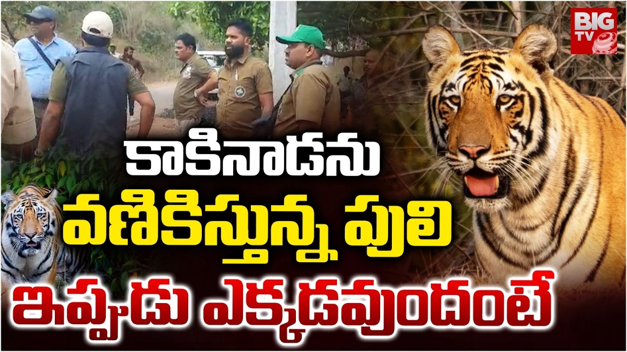Kakinada Tiger News Latest Updates | పులి ఇప్పుడు ఎక్కడవుందంటే.. AP | BIG TV