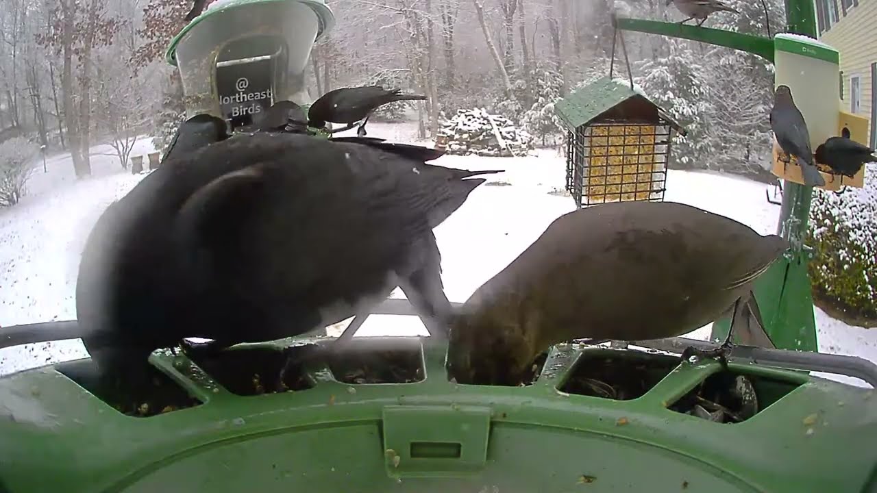 Super Triple Feeder in Snowy New England! Song Sparrow, Northern Flicker Woodpecker, Mourning Doves