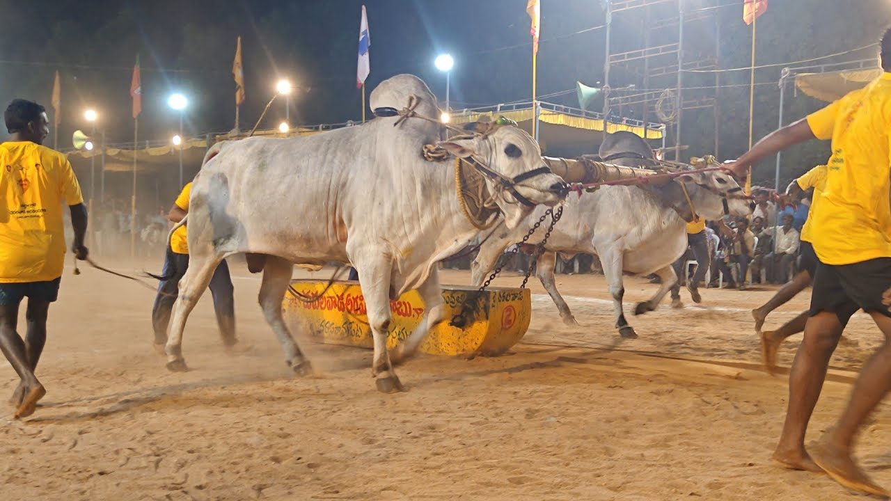 నరసరావుపేట జూనియర్స్ 15వ RK BULLS ( జయ సింహ 💥 బాలయ్య ) వేటపాలెం బాపట్ల జిల్లా