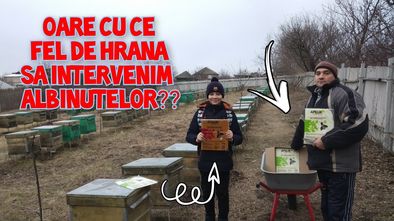 #2022 🐝Administram Intervenim Cu Turta Energetica 🍯#apicultura #apicultura2022 #пчеловодство