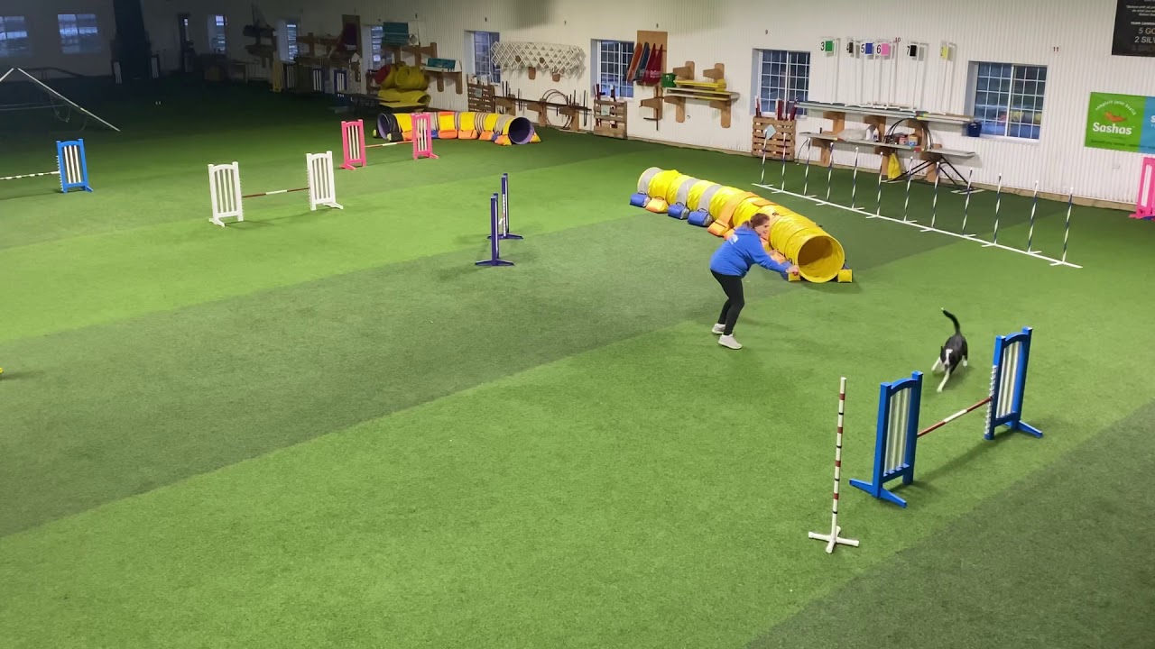 Dog Agility Training Exercises with Kayl McCann - Weekly on Patreon.