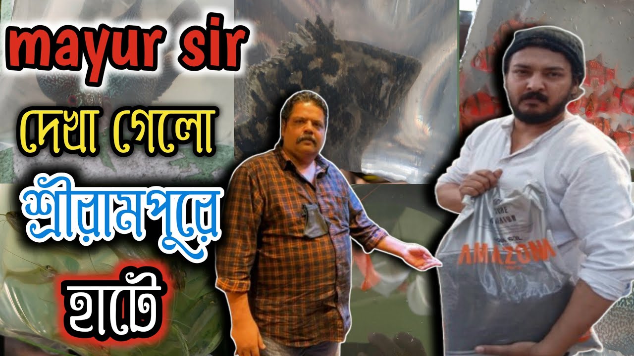 শ্রীরামপুর হাট থেকে পাইকারি দামে কিনুন রঙিন মাছ 😃 serampore pet market  serampore aquarium market 