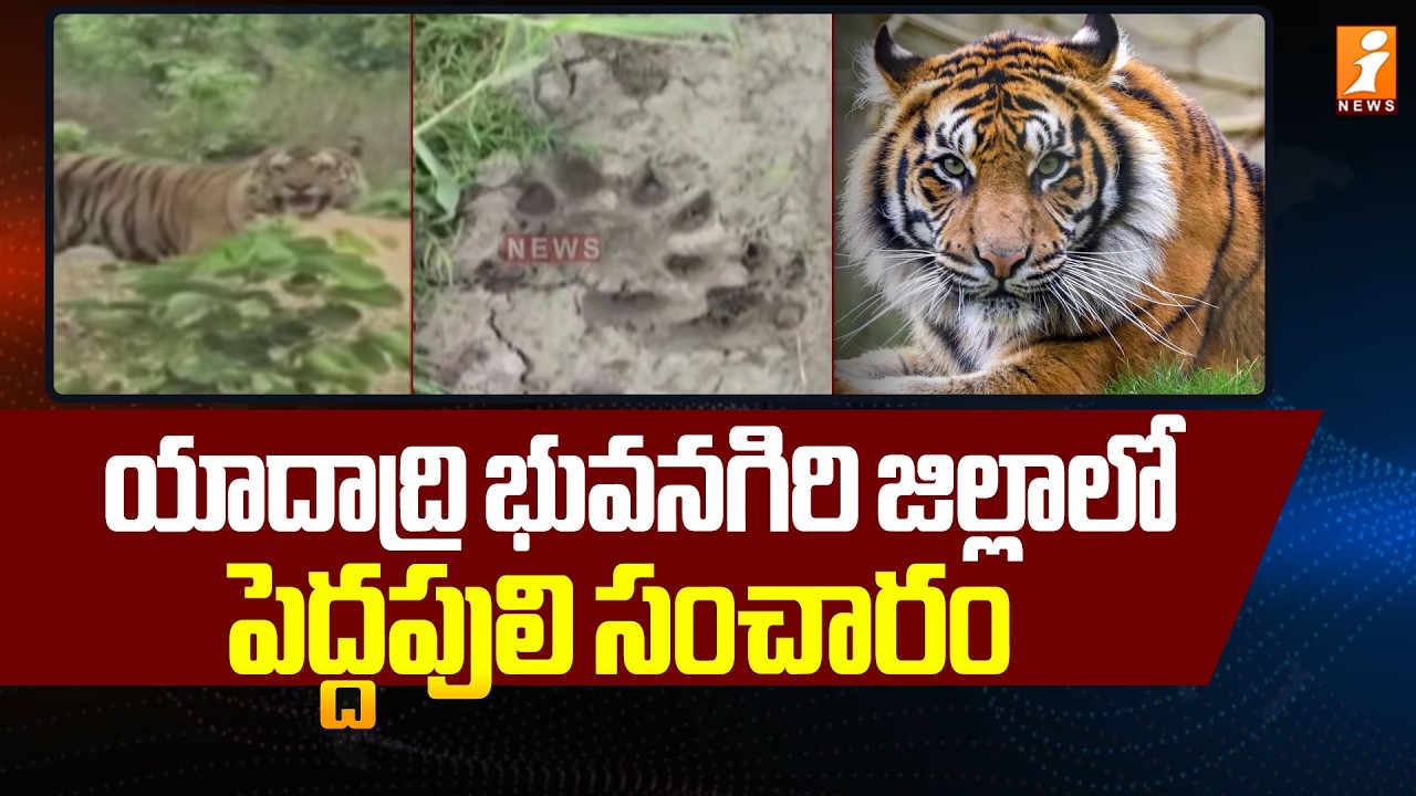 యాదాద్రి భువనగిరి జిల్లాలో పెద్దపులి సంచారం | Tiger in Yadadri Bhuvanagiri district | iNews
