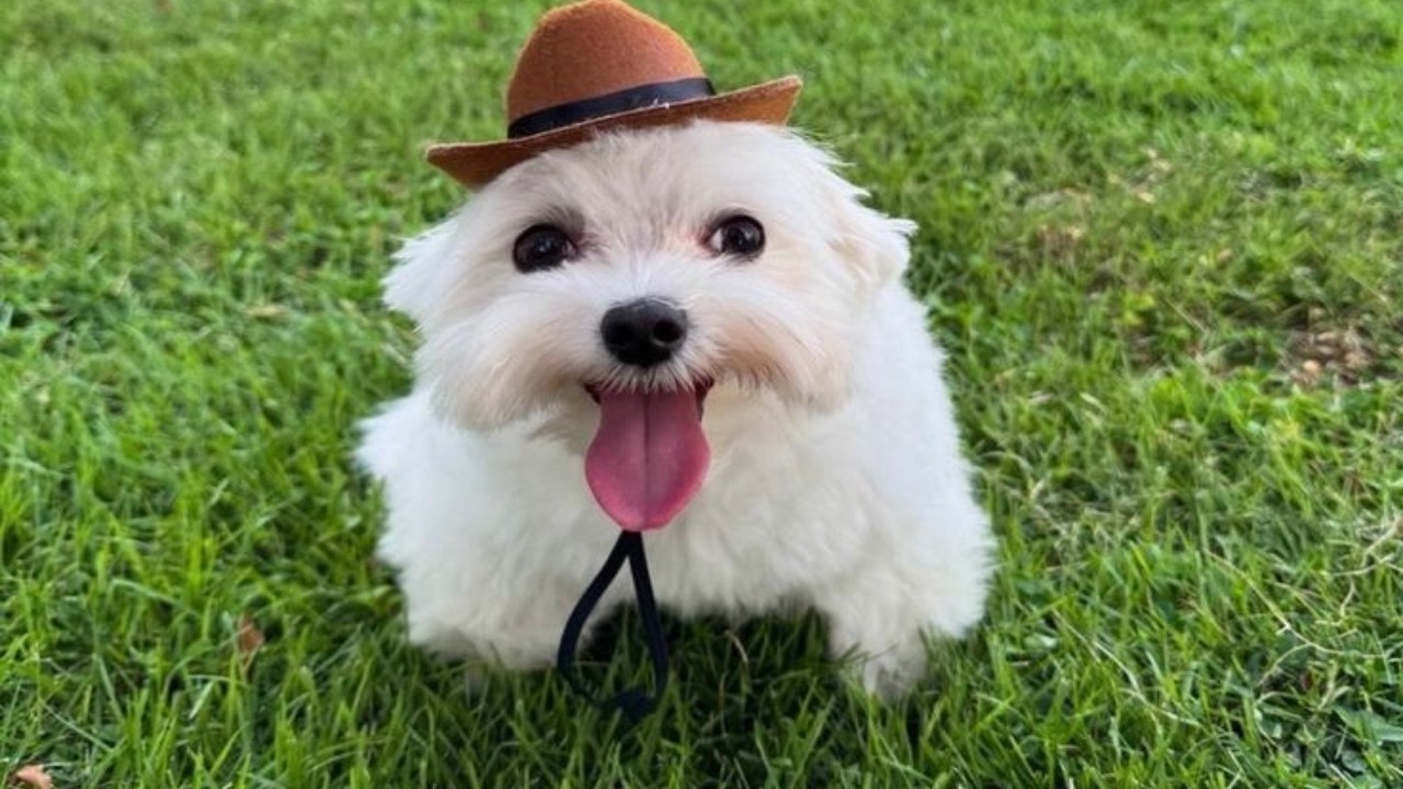 what's updog